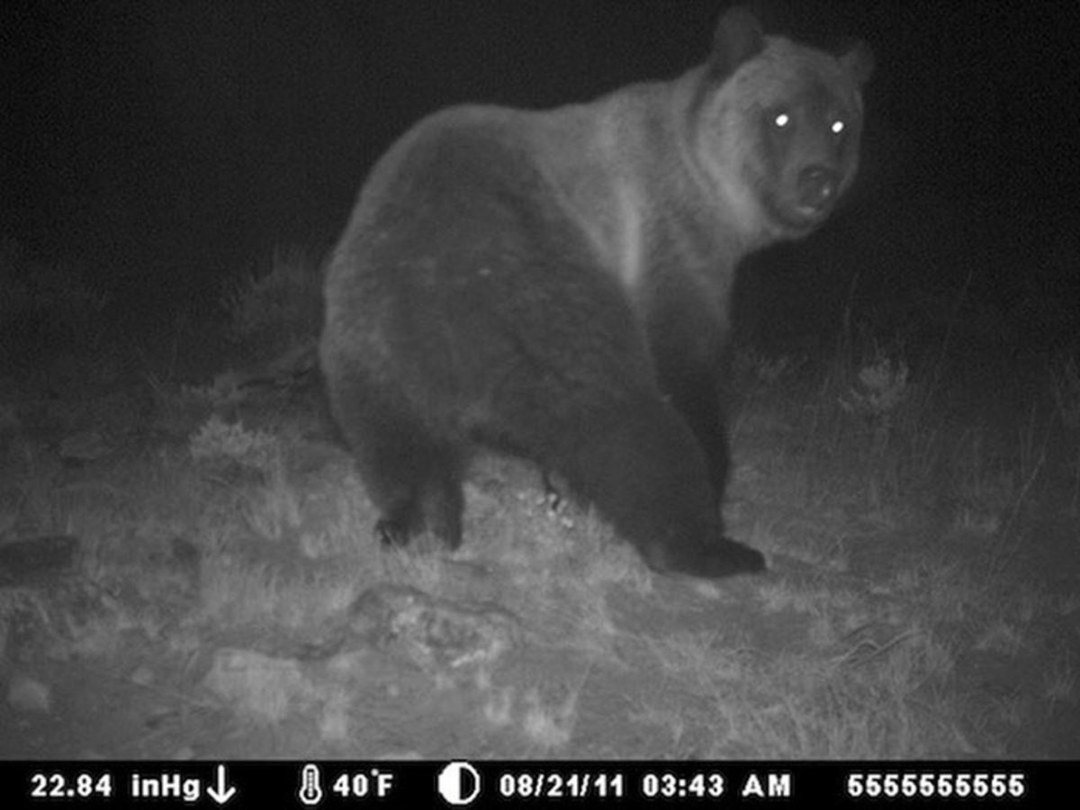 Медведь ночью в лесу